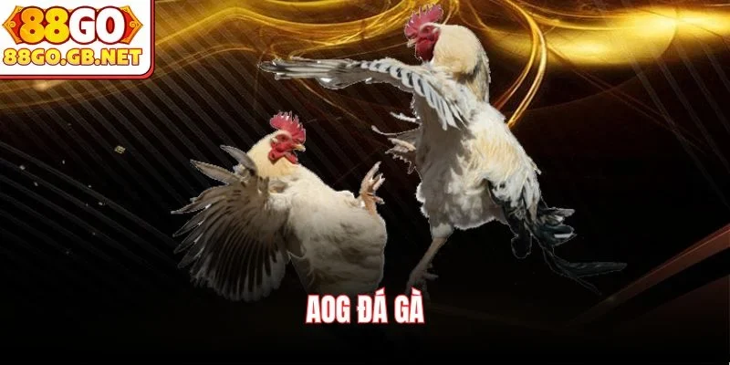 AOG Đá Gà