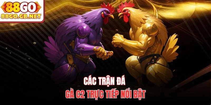 Các trận đá gà c2 trực tiếp nổi bật
