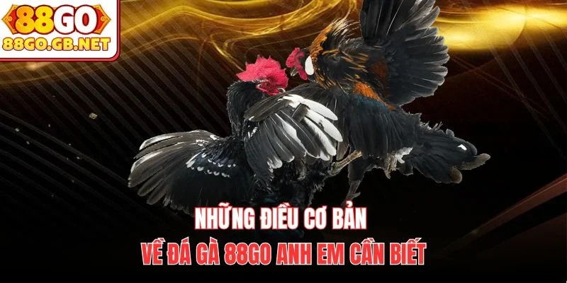Những điều cơ bản về đá gà 88Go anh em cần biết